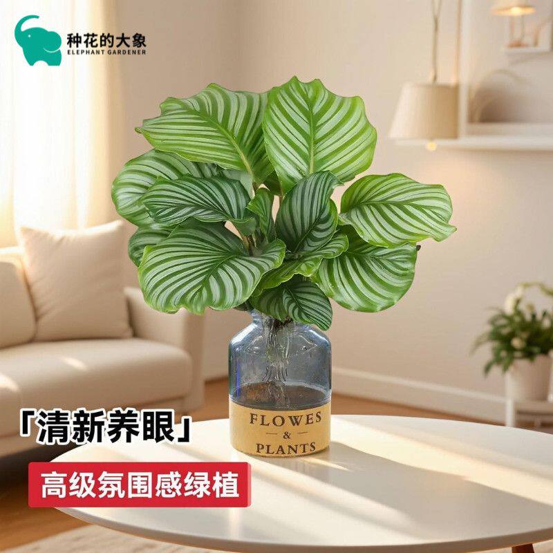 翠叶青纹青苹果竹芋植物北欧客厅桌面盆栽绿植室内好养网红花卉