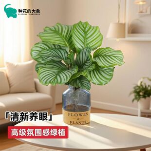 翠叶青纹青苹果竹芋植物北欧客厅桌面盆栽绿植室内好养网红花卉