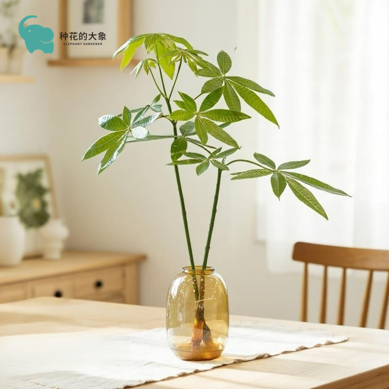 月光龙猫伞发财树盆栽绿植室内客厅办公室招财四季常青水培植物