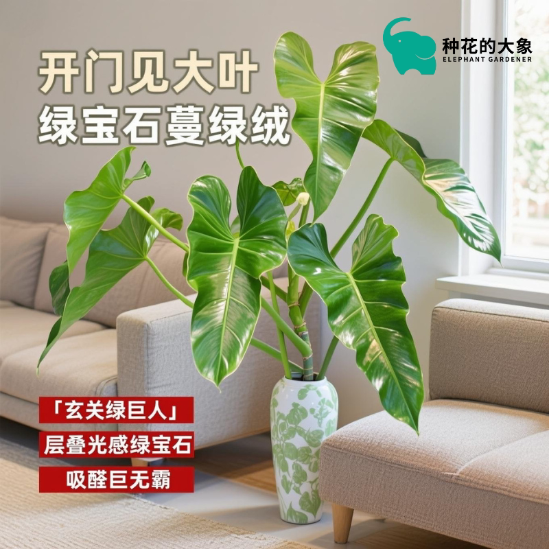 种花的大象绿宝石蔓绿绒水培室内好养花卉桌面网红摆件观叶好养