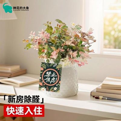 花叶络石四季五彩盆栽绿植室内垂吊耐寒阳台可养庭院彩叶花卉植物