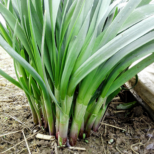 紫根韭菜种子四季根红宽叶蔬菜籽盆栽酒菜籽耐寒耐热割茬