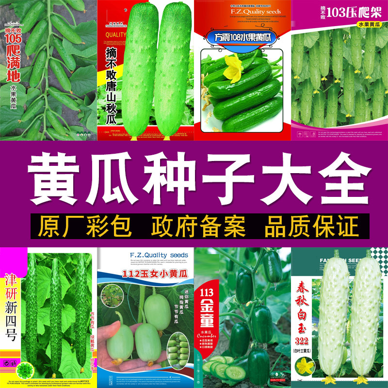 水果黄瓜种子大全农家蔬菜四季种图片
