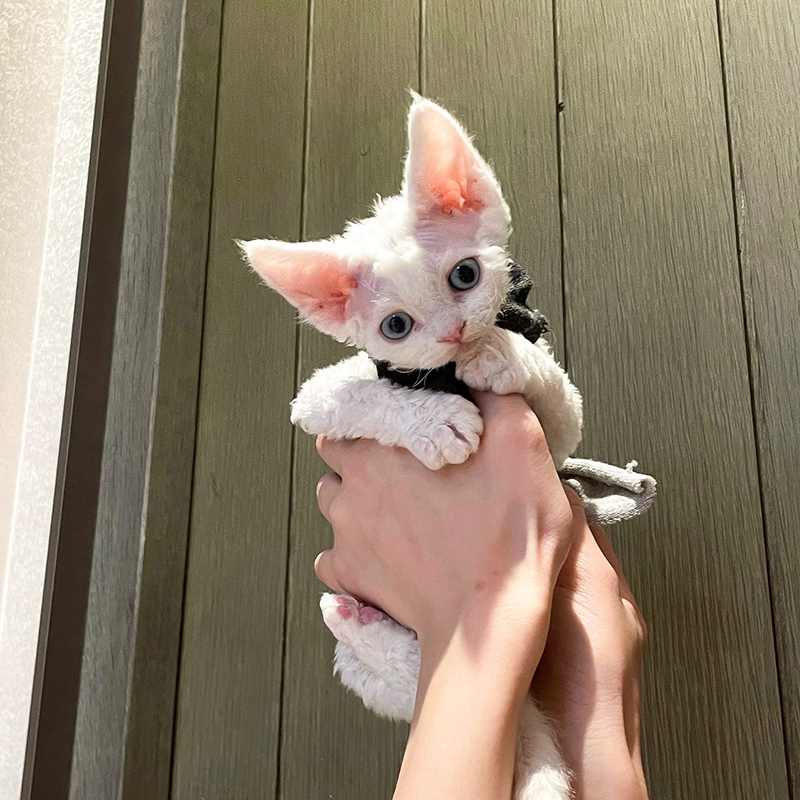 德文卷毛猫幼猫纯种异瞳黑白鸳鸯蓝眼红棕虎斑无毛帝王猫宠物活体