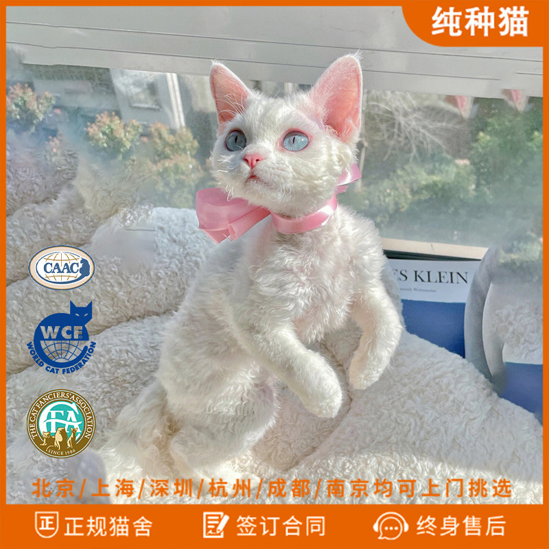 德文卷毛猫幼猫纯种异瞳黑白鸳鸯蓝眼红棕虎斑猫小猫咪活物宠物猫