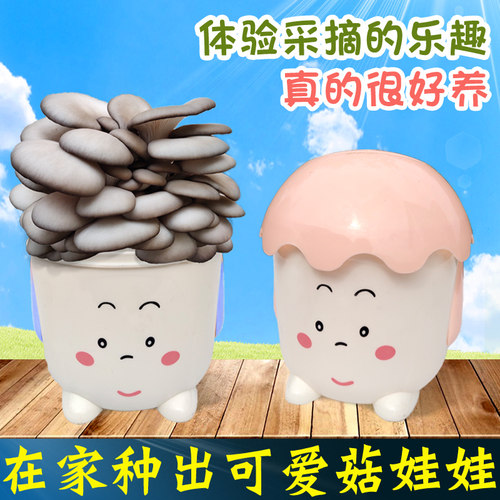 蘑菇种植包食用菌阳台diy