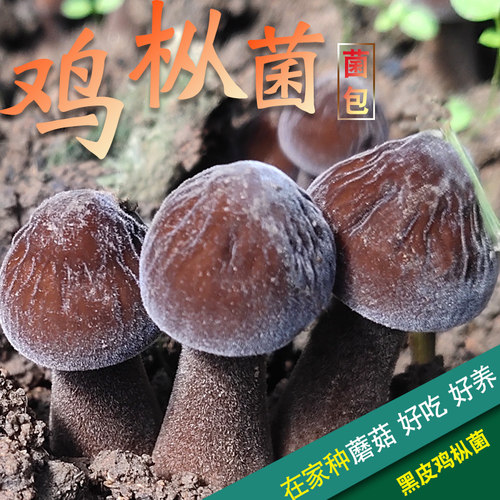 盆栽食用新鲜蘑菇种植包
