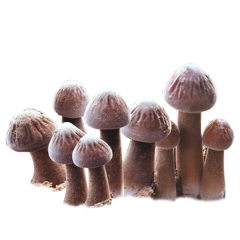 黑皮鸡枞菌包袋装蘑菇种植包菌种盆栽家种菌菇食用家庭新鲜菌棒
