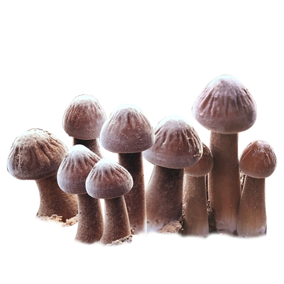 盆栽食用新鲜蘑菇种植包