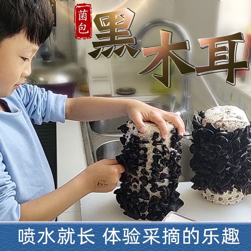 黑木耳菌包袋装蘑菇家种香菌新鲜