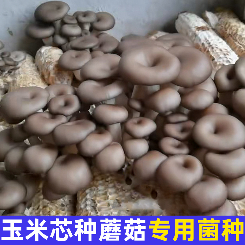 玉米芯栽培种简单种蘑菇