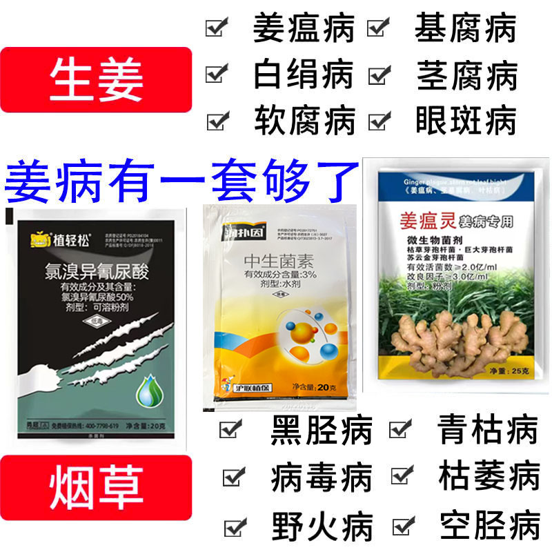 姜瘟病農藥姜瘟靈姜瘟病