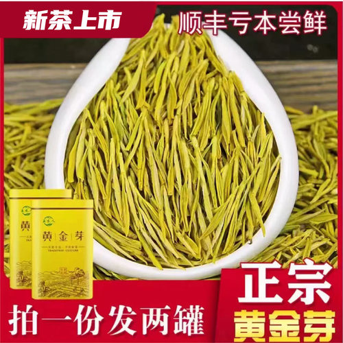 正宗黄金芽2025年新茶白茶雨前特级高山茶叶绿茶250g礼盒罐装