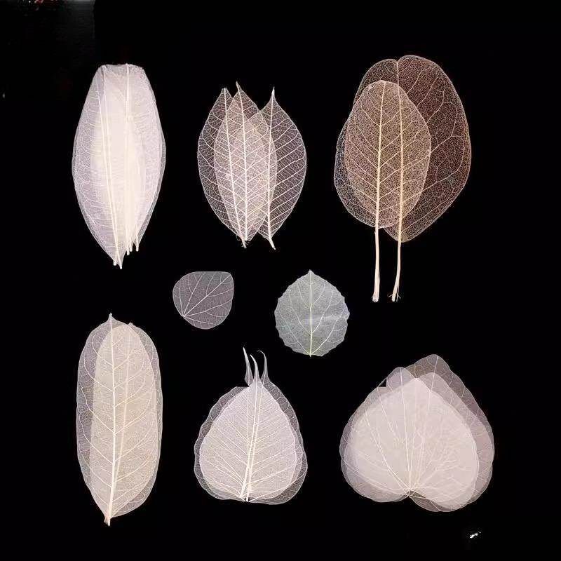 天然树叶标本玉兰叶脉树叶书签diy材料包手工自制叶脉干 干燥花道