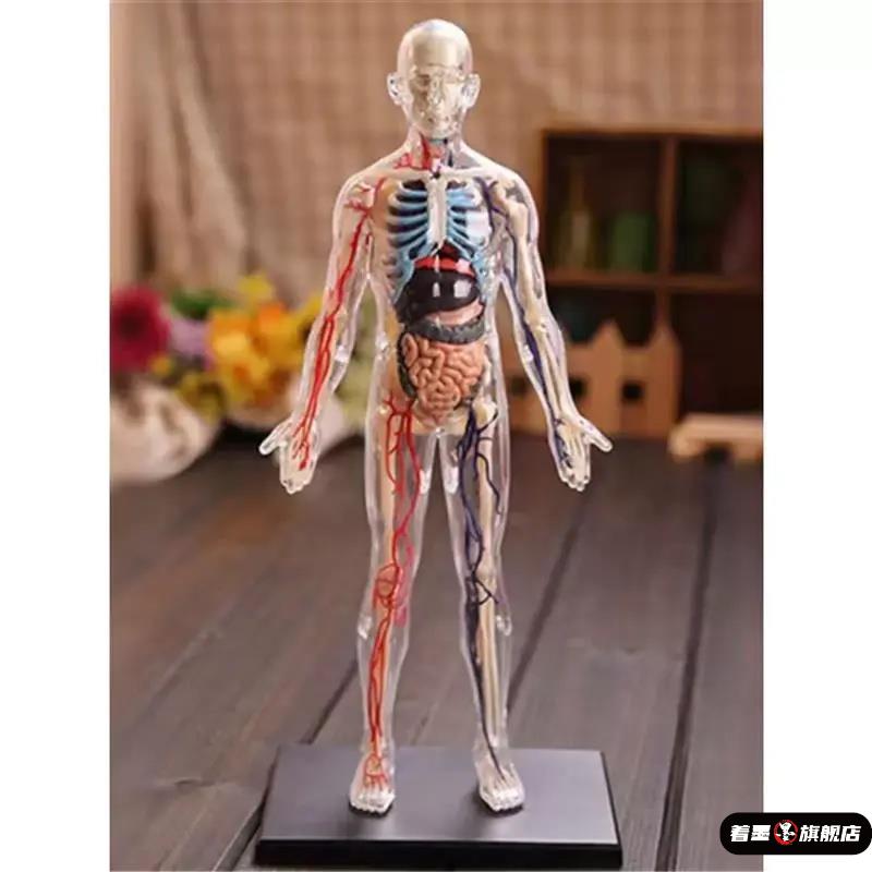 62376初中生物可拆卸人体结构3d