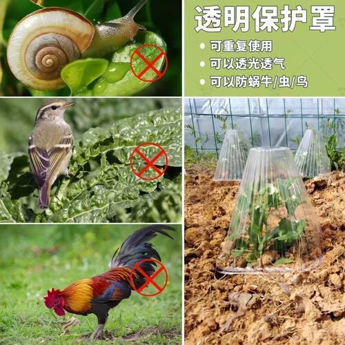 育苗保护罩可重复使用加厚幼苗植物钟罩大棚菜苗霜冻保护防虫罩