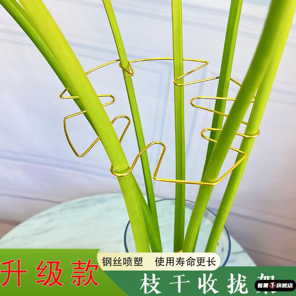 水培植物固定器龟背竹支撑杆天堂鸟防倒伏支