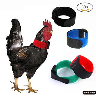 防鸡打鸣神器防孔雀打鸣带防公鸡打鸣专用卡带鸡项圈防鸡鸭鹅乱叫