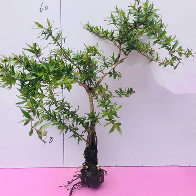 水杨梅一物一拍鱼缸造景盆栽盆景土培水培绿植原生溪流缸老桩坨坨