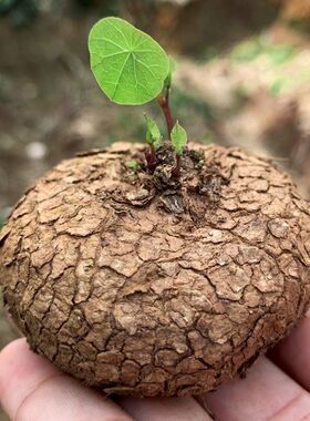 云南红藤山乌龟金不换植物盆栽圆叶懒人绿植观叶室内水培阳台客厅