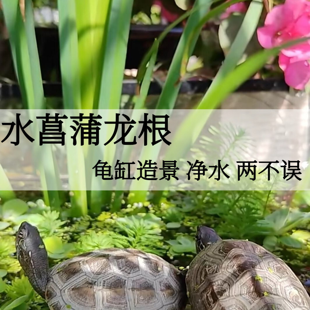 水菖蒲龙根乌龟缸鱼缸净化水夏季驱蚊懒人水培植物水养绿植造景