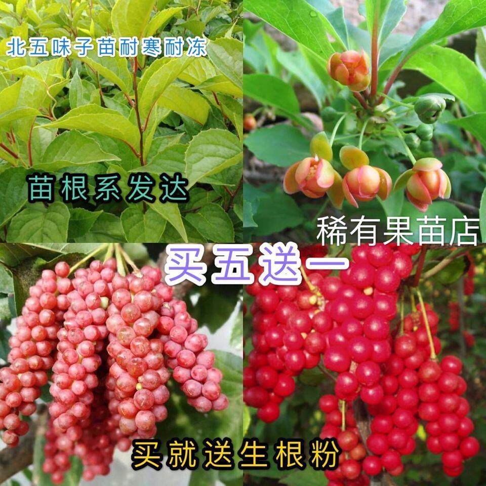 稀有果树苗五味子苗北五味子冷换坨秤砣子南五味子五梅子耐寒