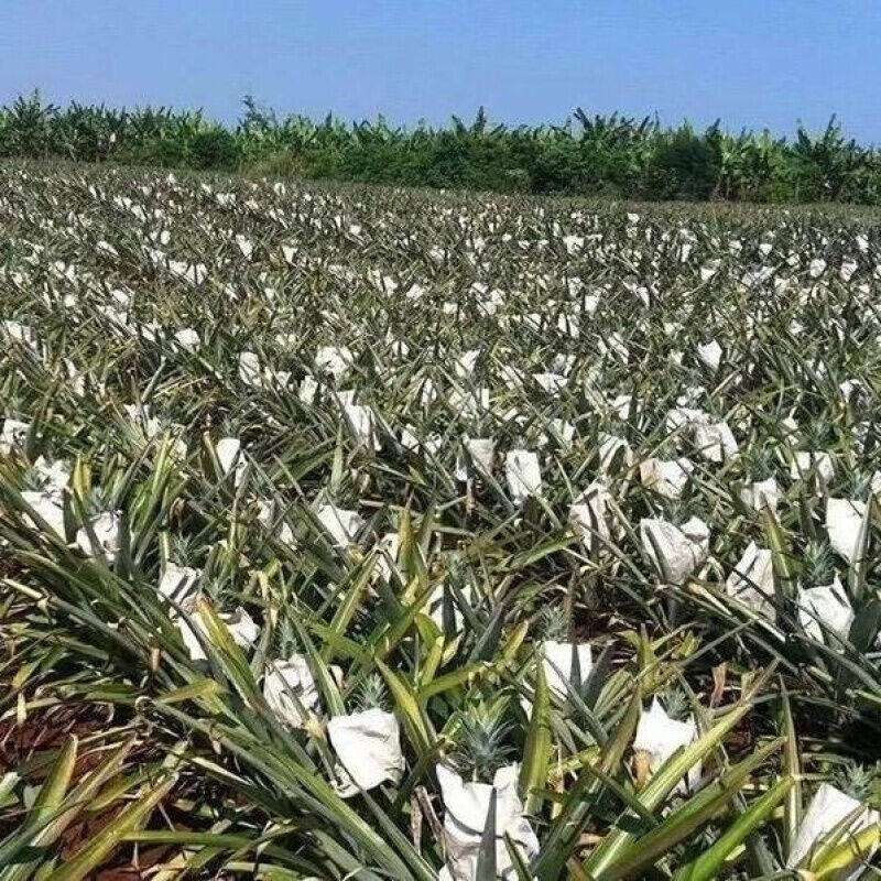 加厚防晒凤梨套袋袋黄梨纸袋菠萝果袋旺梨水果套袋防水保护袋黄i.