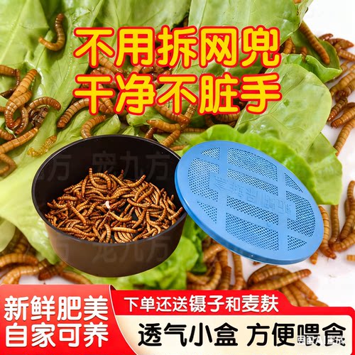 面包虫活体鲜活虫金龙鱼八哥
