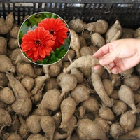 Луковицы георгин 5 шт.