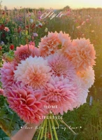 Двойные разноцветные георгины 500 шт + удобрение (при покупке 2 получи 1 в подарок)