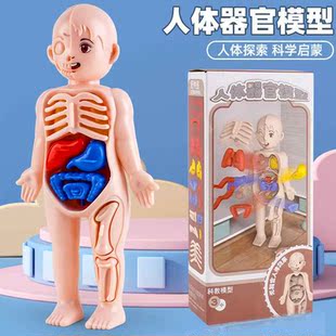 跨境亚马逊人体模型儿童玩具 认知科教益智 器官组装骨骼骨架构造