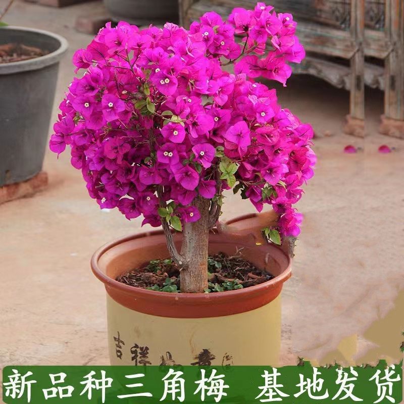 三角梅盆栽带花爬藤爬墙花卉植物易活攀爬树苗四季老桩苗阳台开花,鲜花速递/花卉仿真/绿植园艺,造型盆景,淘宝优惠券,粉丝福利购,淘宝优惠卷