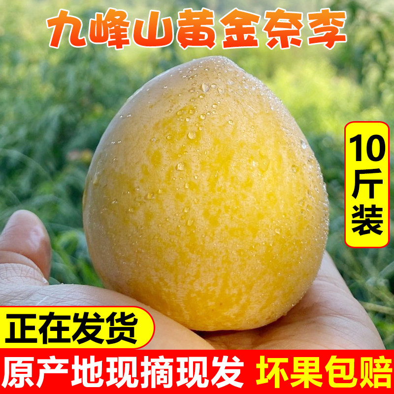 九峰山黄金奈李新鲜现摘