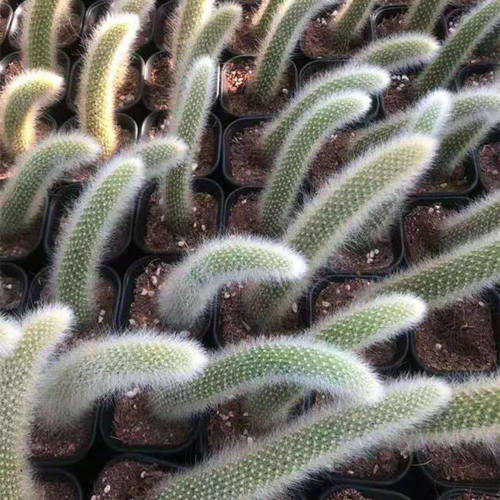 九尾狐多肉植物 猴尾柱 软毛猴尾巴 垂吊软毛 仙人掌懒人多肉植物