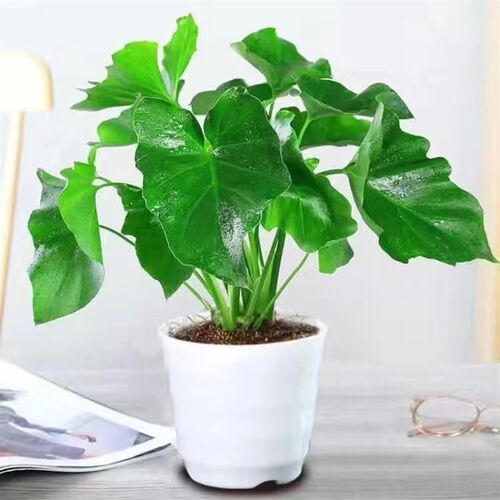 小天使水培土培龙鳞春羽室内观叶植物春羽四季常青绿植盆栽吸甲醛
