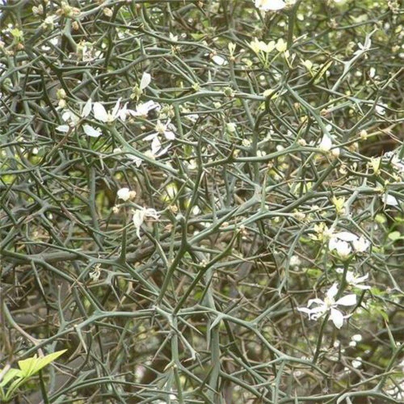 枸橘苗枳壳苗造刺树苗庭院果园菜园围栏护园铁篱笆带刺植物围墙
