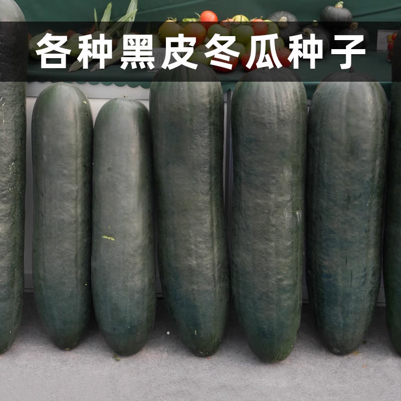 和利农正源广东黑皮大冬瓜种子种籽特大菜东瓜蔬菜孑四季冬瓜大全,鲜花速递/花卉仿真/绿植园艺,家庭园艺种子,淘宝优惠券,粉丝福利购,淘宝优惠卷
