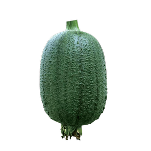 和利农 正源利农苹果丝瓜种子杂交抗病丝瓜种籽农家高产蔬菜种孑