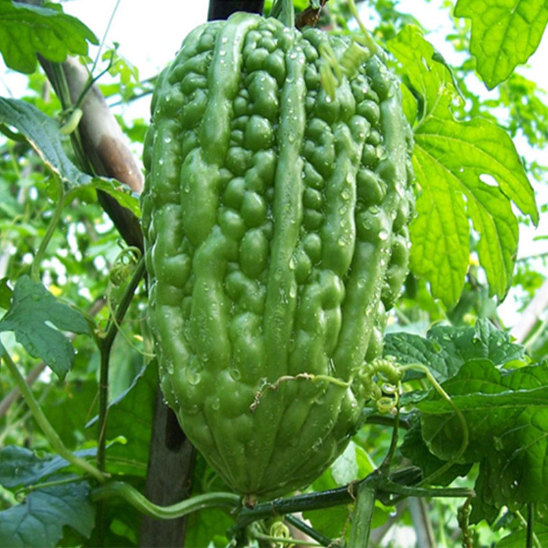 和利农 正源大顶苦瓜种子种籽特大珍珠疙瘩绿四季春季盆栽蔬菜孑