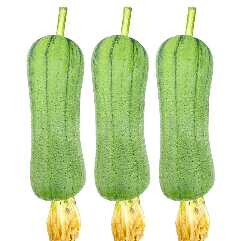 和利农 正源玉兔2号肉丝瓜种子杂交短筒形丝瓜种籽子农家高产蔬菜