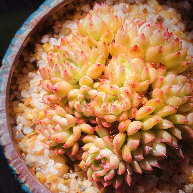 云南直发女雏多k头大群雨和张多肉植物盆栽绿植创意萌