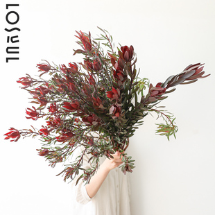 木百合鲜花观赏室内水培鲜切水养植物小众ins花水培一周一花顺丰