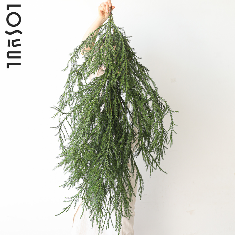 天竺少女松枝观果鲜切枝条