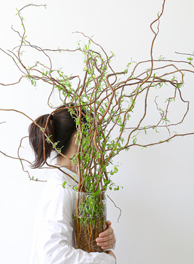 金龙柳A级高品质鲜切弯柳鲜枝大型水培植物好养室内绿植耐荫侘寂