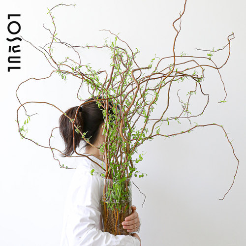 黄金龙柳鲜切小森林室内侘寂风