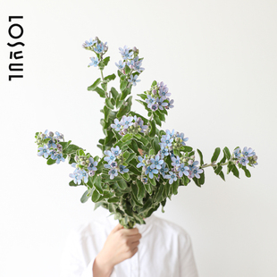 蓝星花 鲜切鲜花每周一花ins植物室内装饰氛围感花顺丰高级感