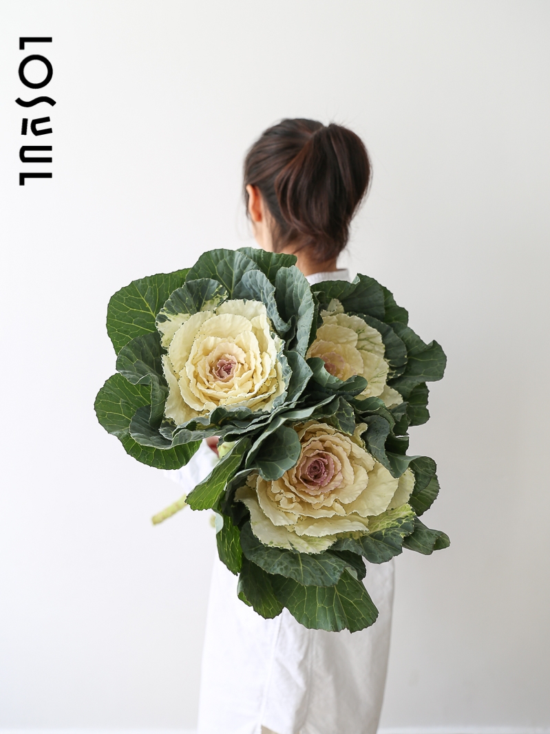 羽衣甘蓝野奢鲜花生活水培绿