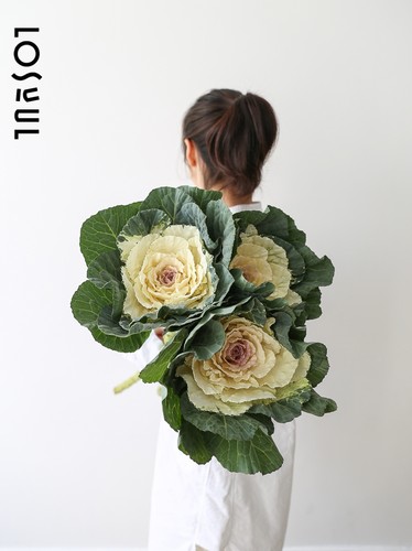 羽衣甘蓝野奢鲜花生活水培绿