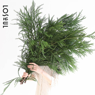 天竺少女松枝圣诞节装饰鲜切枝条插花室内绿植水养氛围感观赏期长