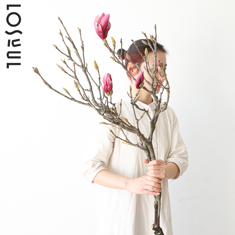 白紫玉兰花野奢玉兰鲜花